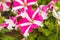 Beautiful petunias in a garden