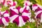 Beautiful petunias in a garden