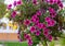 Beautiful petunias in the garden