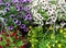 Beautiful petunias in hanging flower pots