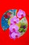 Beautiful phalaenopsis blume orchids branch and colorful designs of oriental folding fans on red background