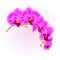 Beautiful Phalaenopsis Orchid purple stem with flowers and buds closeup vintage isolated vector editable illustration