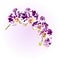 Beautiful Phalaenopsis Orchid spotted white and purple stem with flowers and buds vintage vector closeup editable ill