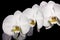 Beautiful Phalaenopsis Orchids