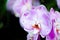 Beautiful Phalaenopsis purple moth orchid at a botanical garden.