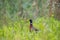 Beautiful pheasant in the rain