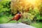 Beautiful pheasant seating on garden table. Nature background