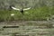 Beautiful pheasant tailed jacana with Young birds