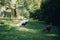 Beautiful pheasants walking in sunny botanical garden, on Borromean Islands on Lago Maggiore, Stresa city, Italy. White pheasant