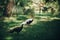 Beautiful pheasants walking in sunny botanical garden, on Borromean Islands on Lago Maggiore, Stresa city, Italy. White pheasant