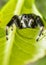 Beautiful Phidippus clarus, Brilliant jumping spider, waiting for prey
