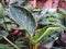 beautiful philodendron birkin houseplants in the yard