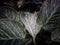 beautiful philodendron ornamental plant with white stripes