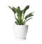 Beautiful philodendron plant in pot on white. House decor