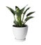 Beautiful philodendron plant in pot on white. House decor