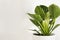 Beautiful philodendron plant on white, space for text. House decor