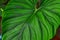 Beautiful Philodendron Prowmanii leaf