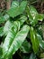 beautiful Philodendron rugosum leaves