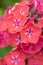 Beautiful phlox