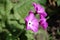 Beautiful phlox flower grows in the spring garden