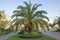 Beautiful Phoenix canariensis decorating garden. tropical vegetation and jungles