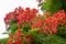 Beautiful phoenix tree, orderly arrangement of fiery red flowers and green leaves