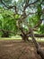 Beautiful photo of big long branches and roots of tropical ficu tree in park