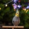 Beautiful photo of a bird.Ornithology.Funny parrot.portrait Cockatiel parrot.Funny parrot