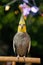 Beautiful photo of a bird.Ornithology.Funny parrot.portrait Cockatiel parrot.Funny parrot