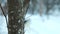 Beautiful Photo of a Blurry woman walking a dog in the snow in the winter