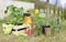 Beautiful photo composition of  bell pepper and eggplant seedlings  in a wooden crate surrounded by garden tools, sprayer on a