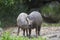 Beautiful Photo Of A Couple of Wild Pigs In The Forest