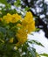 A beautiful photo of the delicate Yellow Trumpetbush, AKA Tecoma Stans