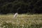 Beautiful photo of dog in motion for calendar or puzzle. Half breed white Swiss Shepherd dog runs fast in green chamomile field.