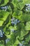 Beautiful photo of forget-me-nots close-up. Myosotis.