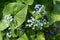 Beautiful photo of forget-me-nots close-up. Myosotis.