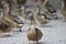 Beautiful photo of a group of mallards on a road