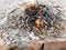 Beautiful photo of isolated bonfire with fierce flames of yellow and orange color depicting incomplete combustion of firewood, set