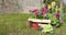 Beautiful photo of a landscaping garden arrangement with flower seedlings of pink petunia in wooden crate, spring daffodils,