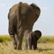 Beautiful photo of a mother and baby elephant roaming the grassy savannah