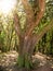 Beautiful photo of old laurel forest on the slope of volcano