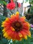 Beautiful photo of orange color gaillardia flower in field. Partially Blurred background, summer season of Hunza