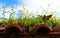 A beautiful photo of a powerful nature growing plants on an old roof. Dry leaves, old plant remains, green plants and yellow