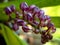 Beautiful Photo of Purple Orchid Buds in the Garden