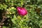 Beautiful photo of a rosehip flower close-up.