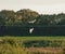 A beautiful photo of two Barn Owls in flight, they are working together as they hunt for food