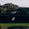 A beautiful photo of two Barn Owls in flight, they are working together as they hunt for food