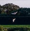 A beautiful photo of two Barn Owls in flight, they are working together as they hunt for food