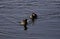 Beautiful photo of two coots swimming in lake