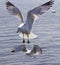 Beautiful photo of two flying gulls